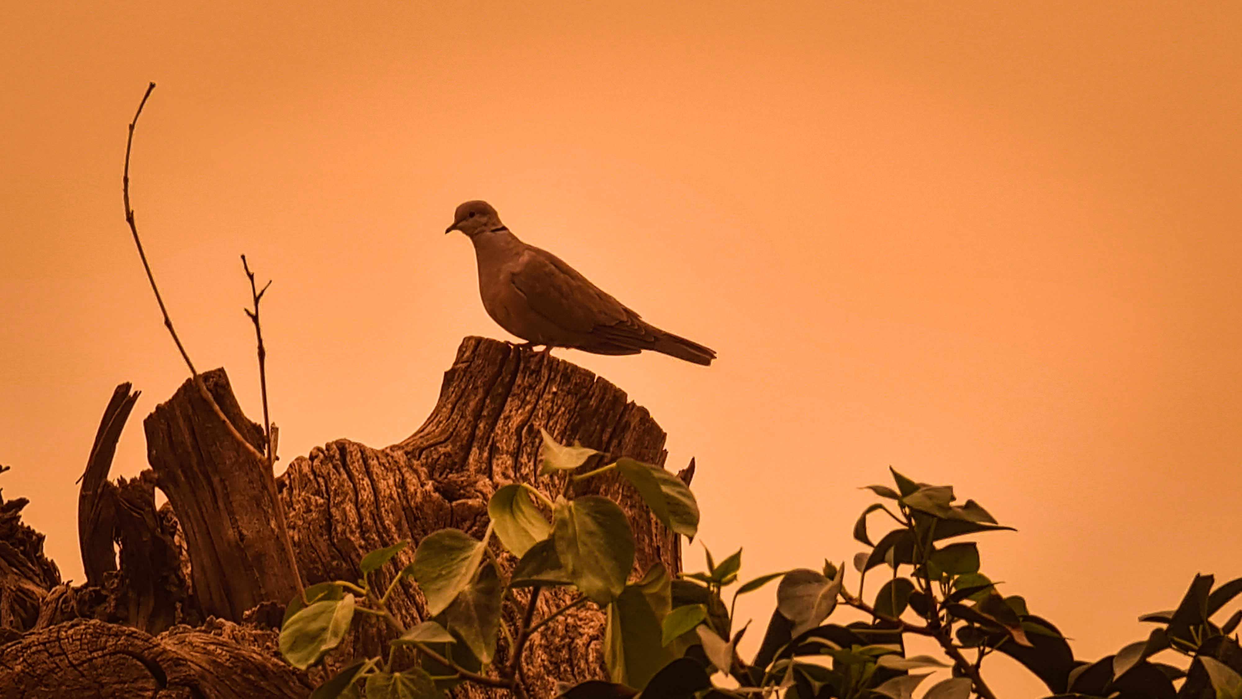 Bird Series