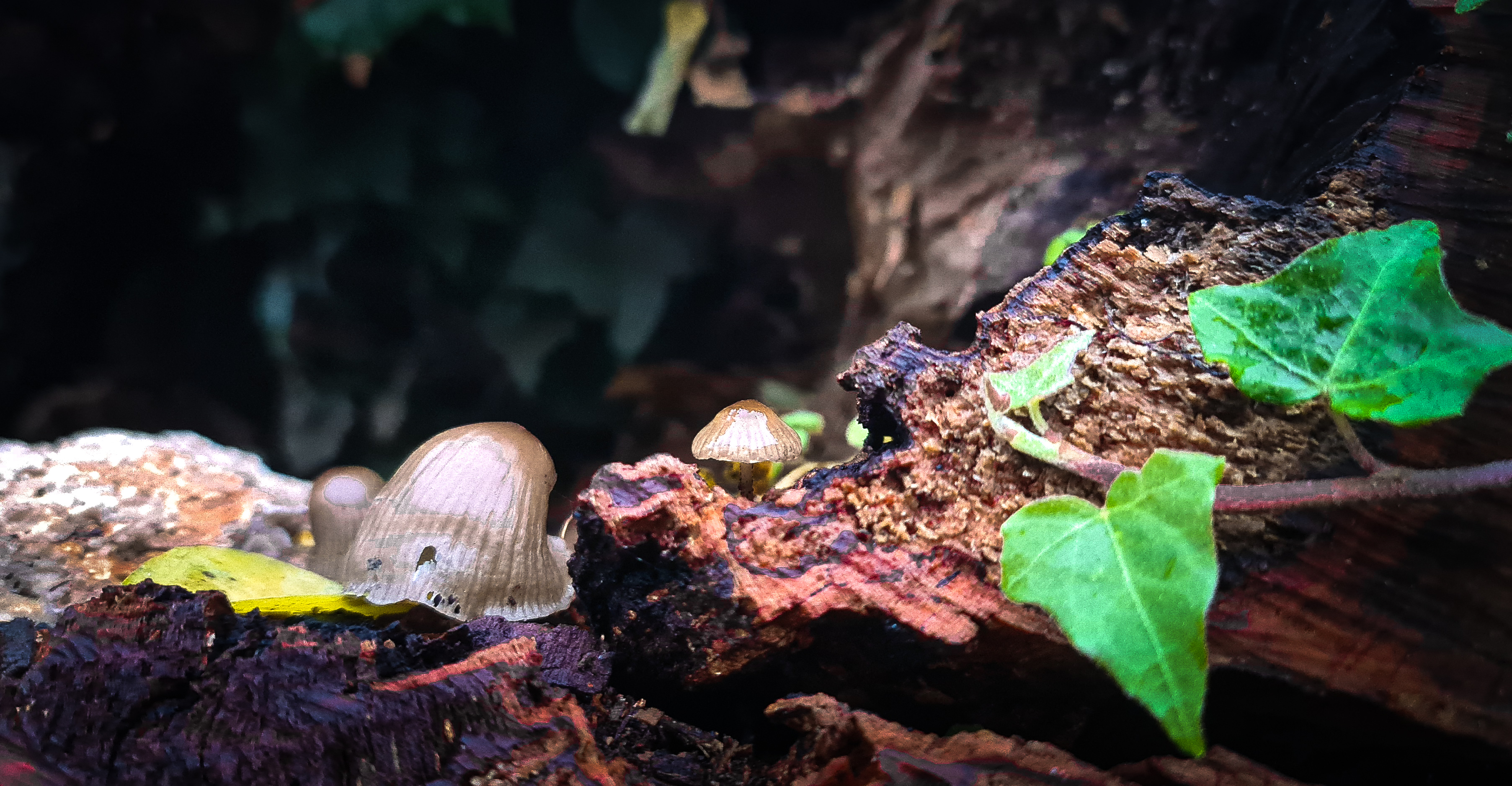 Mushrooms